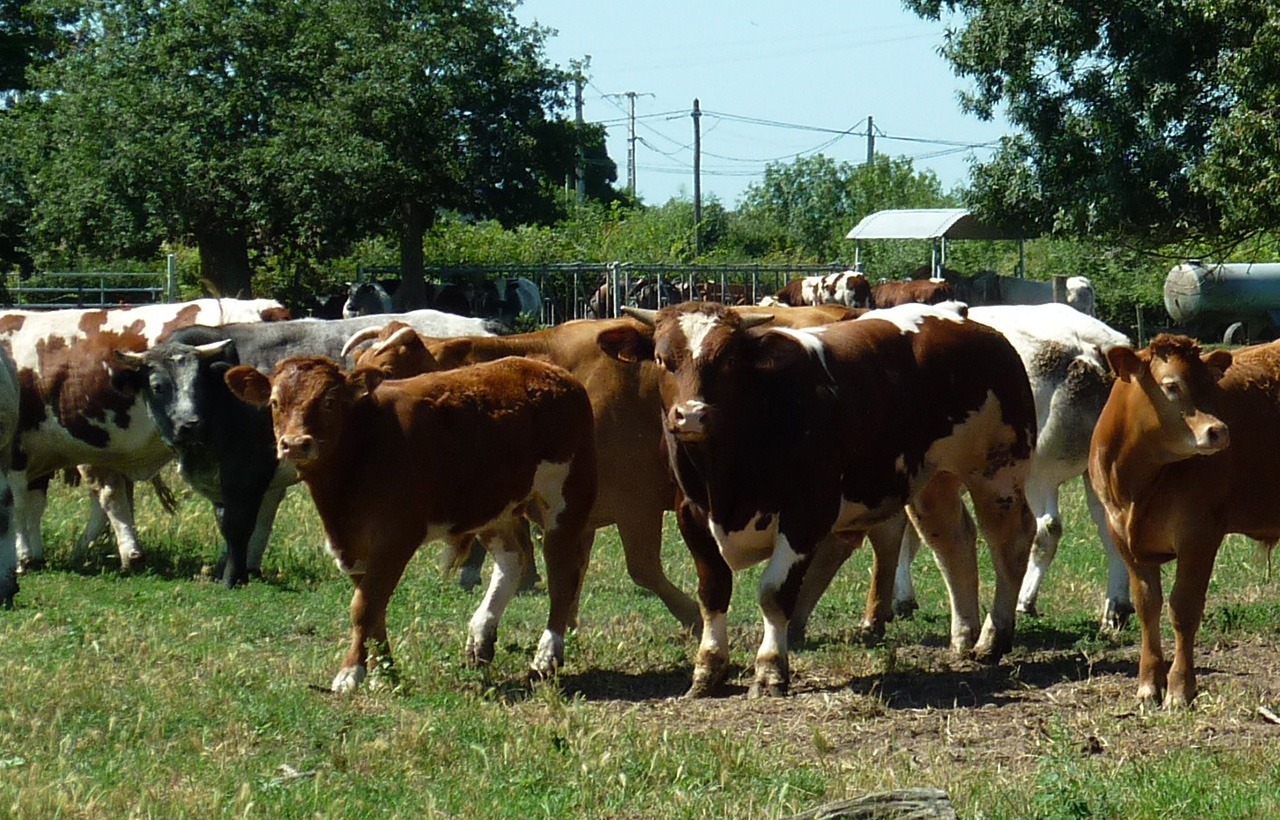 Routeetsaveurs_01_Bouchers-des-Près