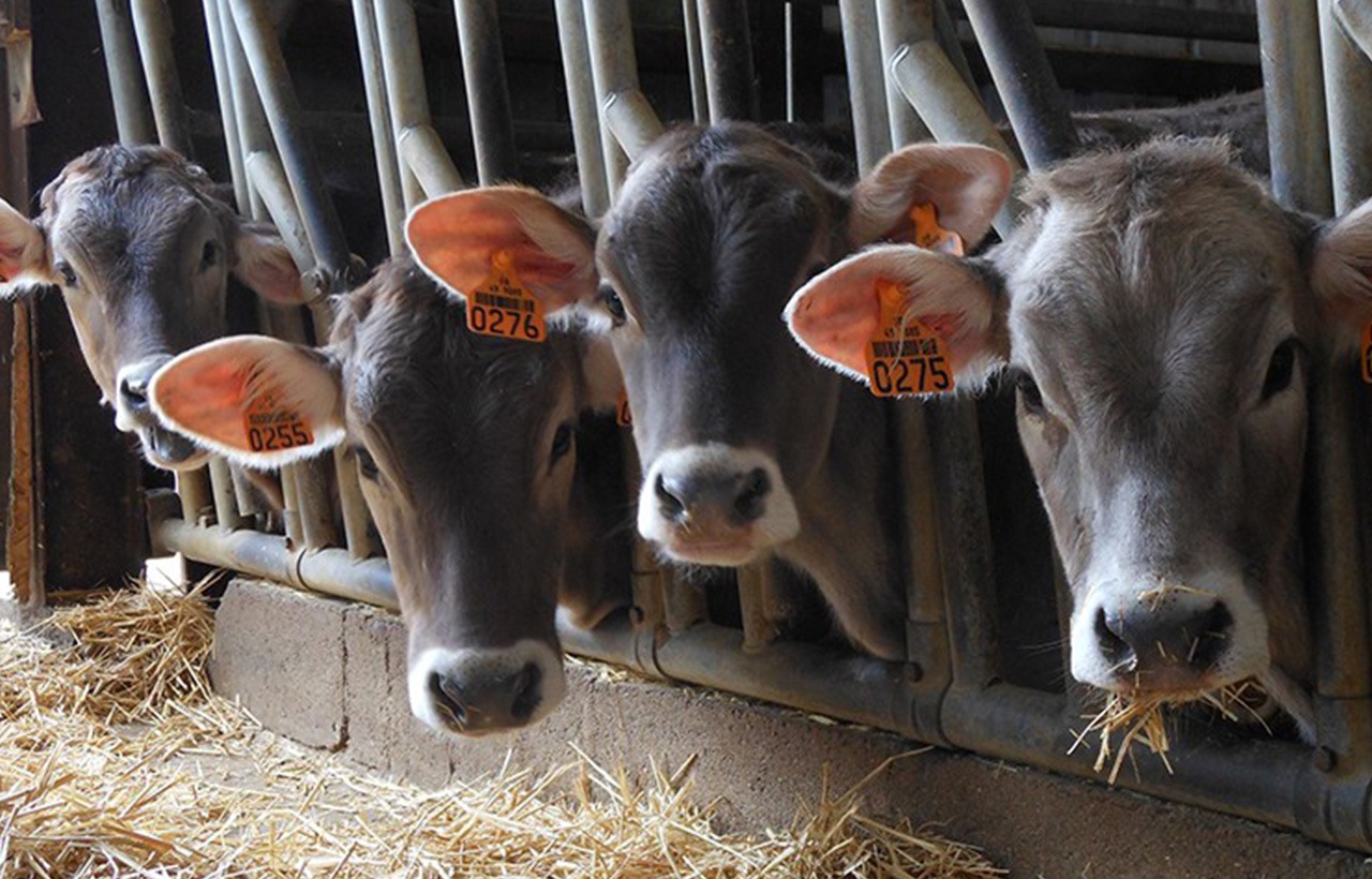 Routeetsaveurs_01_brun-de-lait