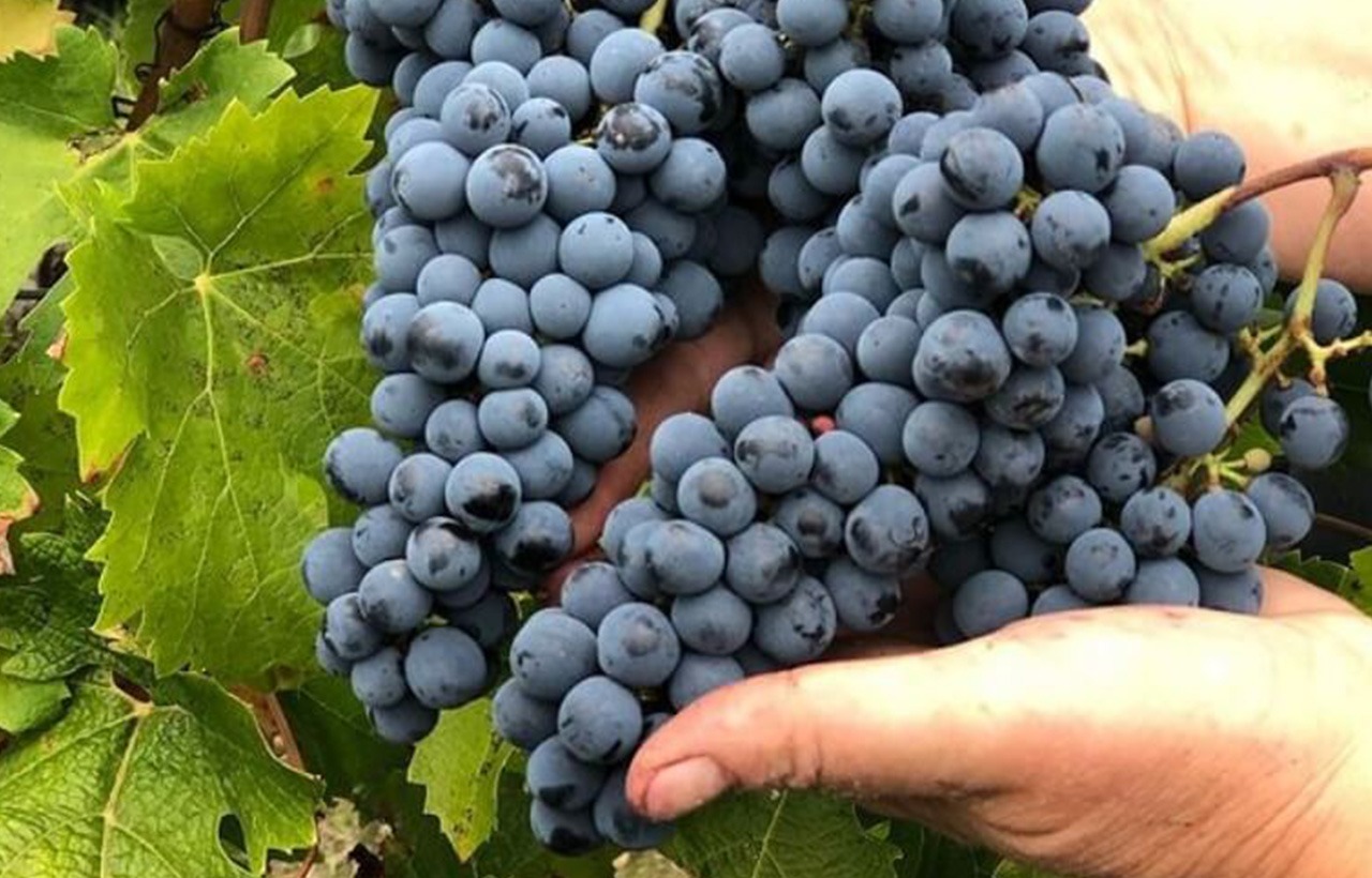 Routeetsaveurs_05_Leduc-frouin